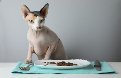 Beautiful Sphynx cat and plate of kibble served on white table against grey background. Space for text