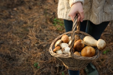 Woman holding basket with porcini mushrooms in forest, closeup