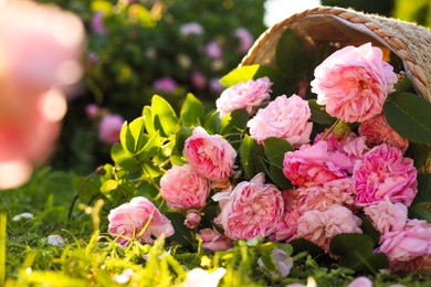 Photo of Overturned wicker basket with beautiful tea roses on green grass in garden