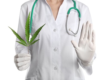 Doctor holding fresh hemp leaf on white background, closeup