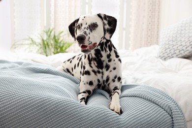 Photo of Adorable Dalmatian dog lying on bed indoors