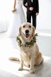 Adorable golden Retriever wearing wreath made of beautiful flowers on wedding
