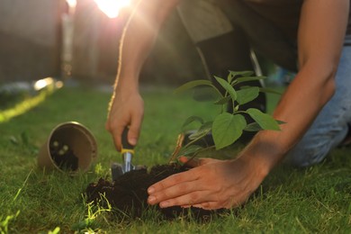 Photo of Man transplanting beautiful plant into soil outdoors on sunny day, closeup. Gardening time
