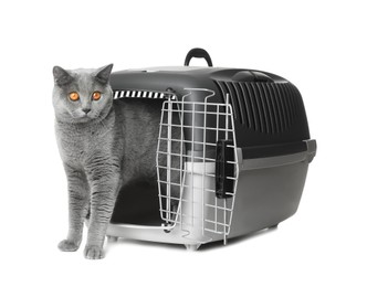 Adorable grey British Shorthair cat inside carrier on white background
