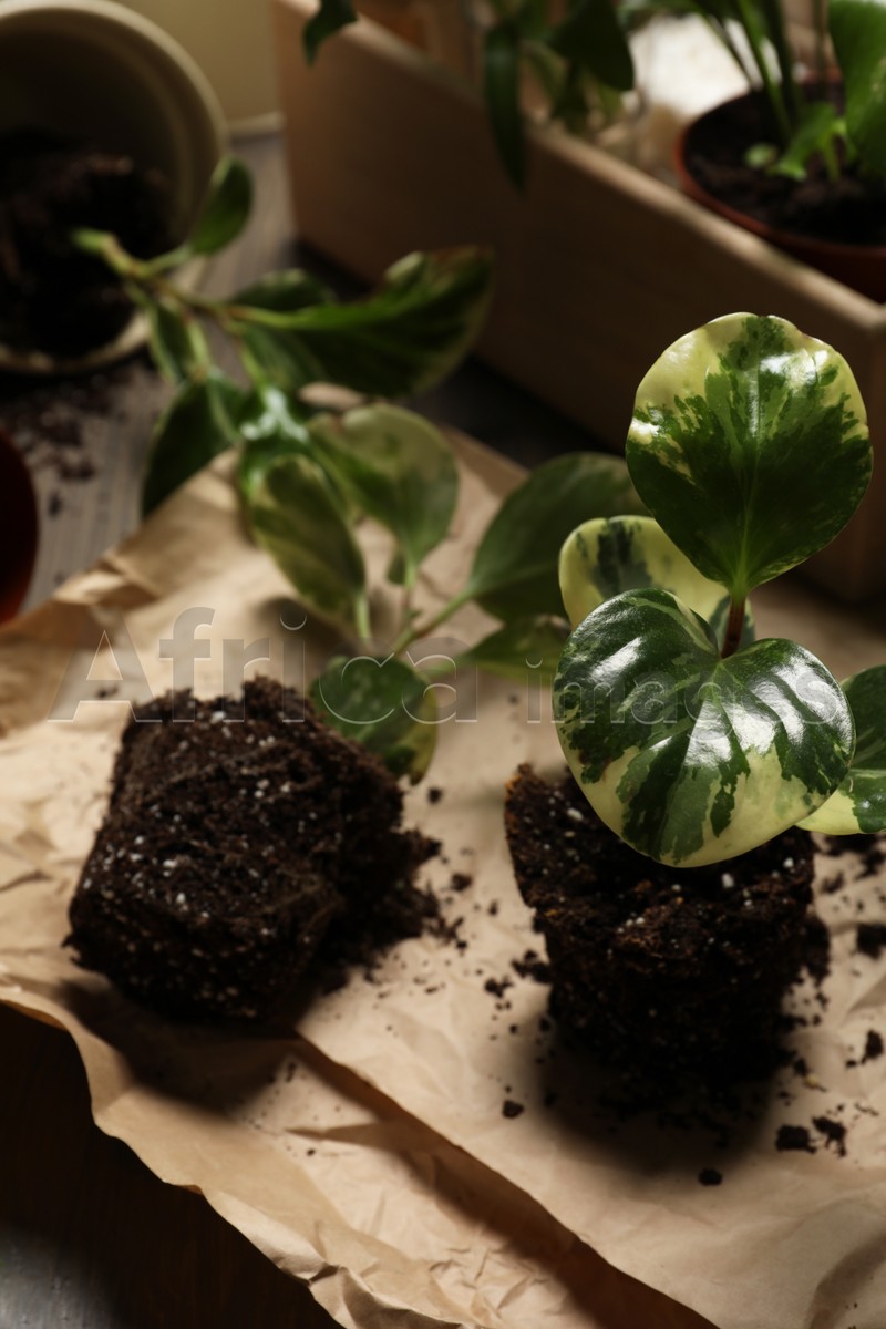 Photo of Green exotic house plants in soil on table