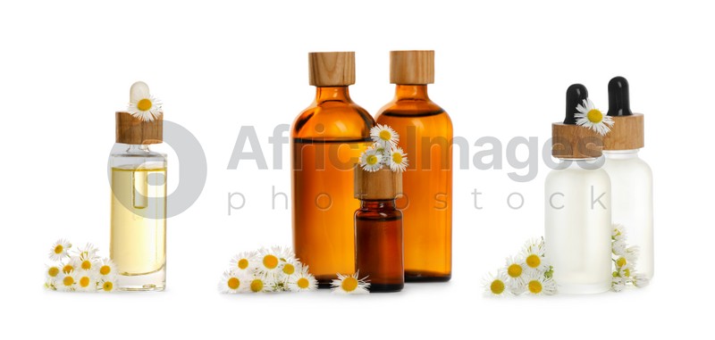 Set with chamomile essential oil and flowers on white background. Banner design