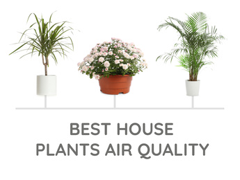 Set of best house plants for air quality improvement on white background