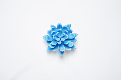 Decorative succulent on white background, top view. Color of the year 2020 (Classic blue)