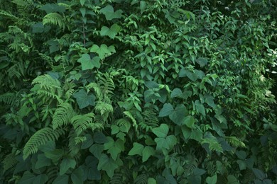 Fresh plants with beautiful green leaves growing in tropical forest