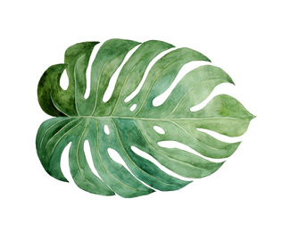 Beautiful watercolor tropical leaf painted on white paper, top view