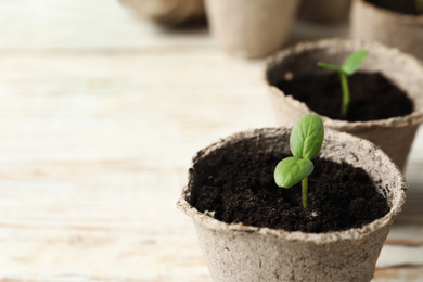 Young seedling in peat pot on white table, closeup. Space for text
