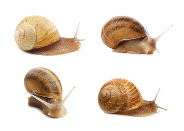 Image of Collection of common garden snails on white background