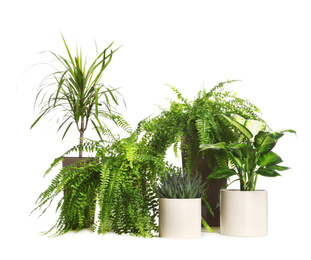 Pots with different exotic plants isolated on white. Home decor