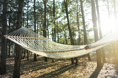 Empty hammock in forest on summer day