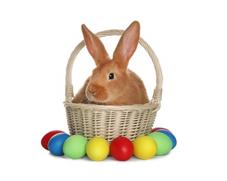 Adorable furry Easter bunny in wicker basket and dyed eggs on white background