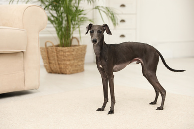 Photo of Cute Italian Greyhound dog at home. Lovely pet