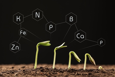 Image of Mineral fertilizer. Young seedlings growing in soil, closeup view