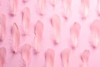 Beautiful feathers on light pink background, flat lay