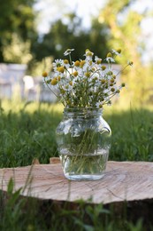 Beautiful bouquet of chamomiles in jar on stump outdoors