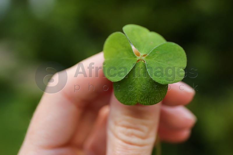 Woman holding beautiful green four leaf clover outdoors, closeup