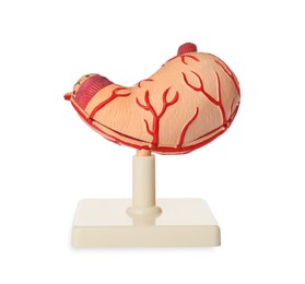 Anatomical model of stomach isolated on white. Gastroenterology