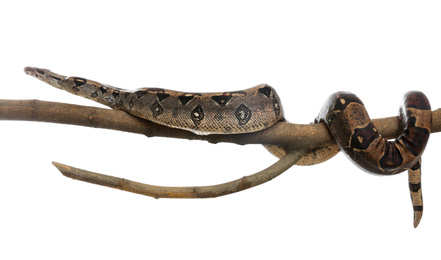 Photo of Brown boa constrictor on tree branch against white background