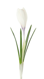Photo of Beautiful crocus flower isolated on white. Spring season
