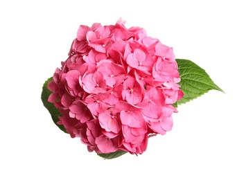 Delicate pink hortensia flowers with green leaves on white background, top view