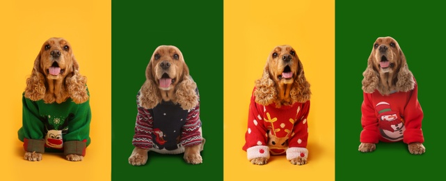 Cute dogs in Christmas sweaters on color backgrounds. Banner design 