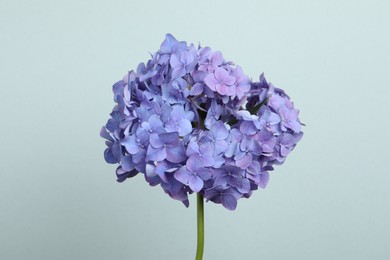 Delicate lilac hortensia flowers on light background