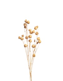 Beautiful tender dried flowers on white background.