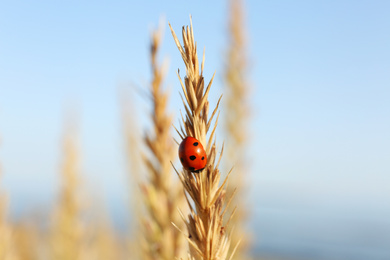 Closeup view of ladybug on spike outdoors