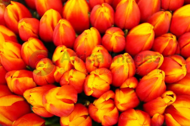 Beautiful bouquet of tulip flowers, top view