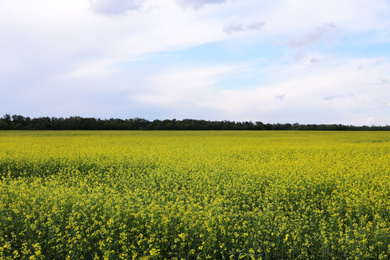 Beautiful view of blooming rapeseed field. Agriculture industry