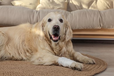 Cute golden retriever with bandage on paw at home