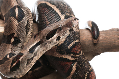Photo of Brown boa constrictor on tree branch against white background, closeup