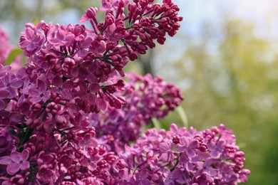 Closeup view of beautiful lilac flowers outdoors