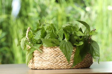 Photo of Fresh stinging nettle leaves in wicker basket outdoors