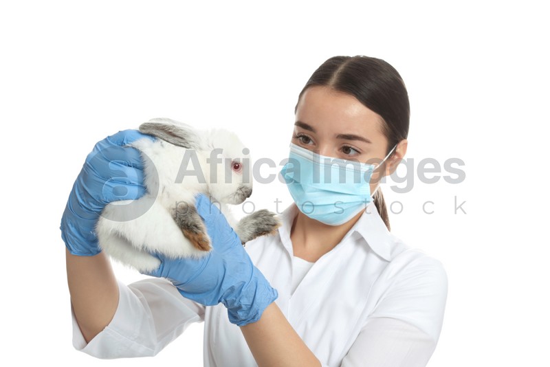 Scientist holding rabbit on white background. Animal testing concept