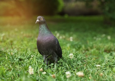 Beautiful dark dove on green grass outdoors