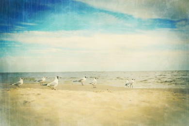 Beautiful seagulls on sandy beach near sea. Retro style filter