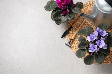 Beautiful potted violets and gardening tools on light grey table, flat lay with space for text. Delicate house plants