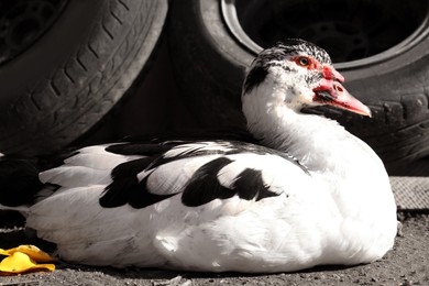 Photo of Beautiful Muscovy duck near tires in farmyard on sunny day. Rural life