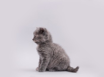 Cute little kitten sitting on light grey background