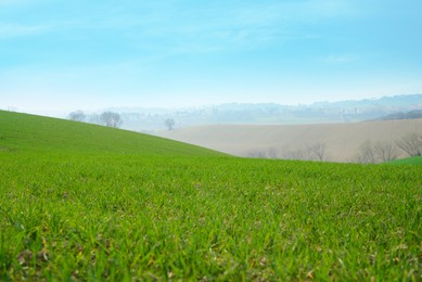 Beautiful hill covered with lush green grass on sunny day