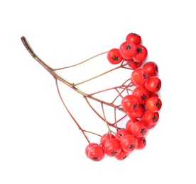 Bunch of ripe rowan berries on white background, top view