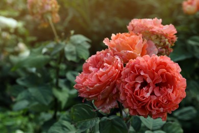 Beautiful blooming coral roses on bush outdoors, closeup. Space for text