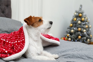 Cute Jack Russell Terrier dog under blanket on bed in room decorated for Christmas, space for text. Cozy winter