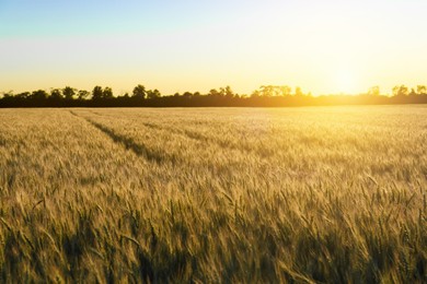 Photo of Beautiful agricultural field with ripening wheat crop on sunny day