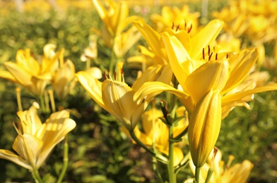 Beautiful yellow lilies in blooming field on summer day